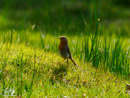 Robin - Rudzik